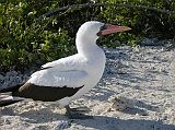 Galapagos 7-2-09 Genovesa Darwin Bay Nazca Masked Booby The Nazca masked booby has a long, stout neck and a strong, cone-shaped bill. Its plumage is mostly white, but its beak and surrounding skin are dark and brightly colour.